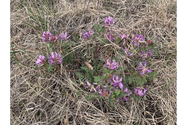 Buffalo astragalus