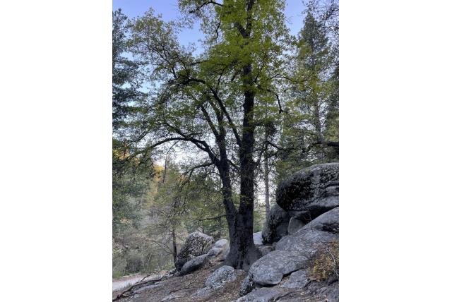 Kalifornische Schwarzeiche