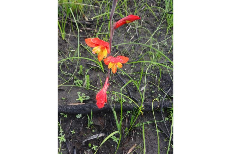 Gladiolus overbergensis 8219