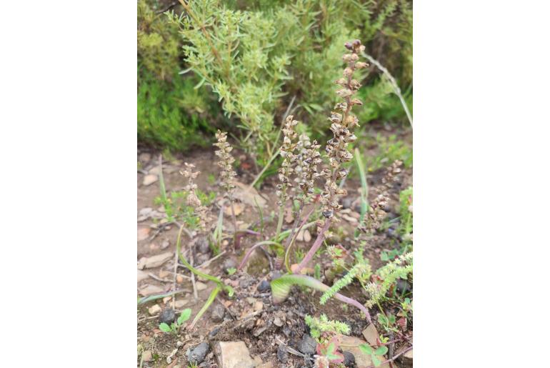 Lachenalia perryae 8220