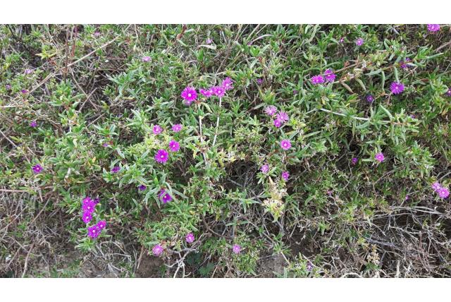 Verschillende kleuren ijsbloem