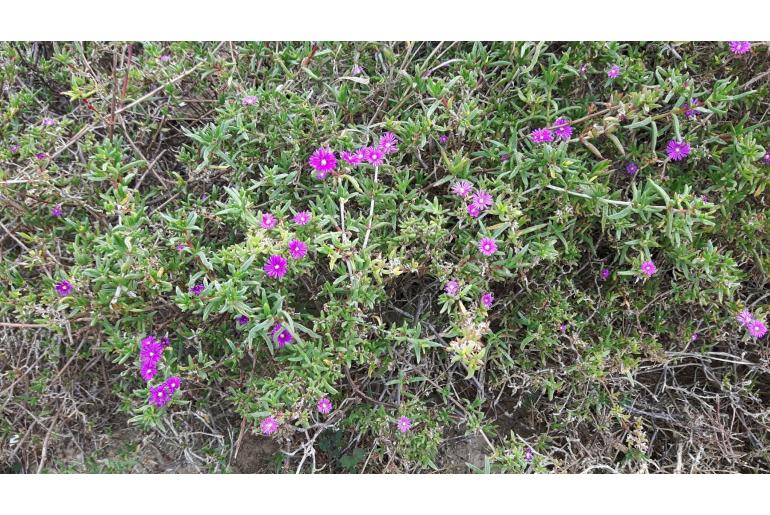 Delosperma versicolor&nbsp;8233