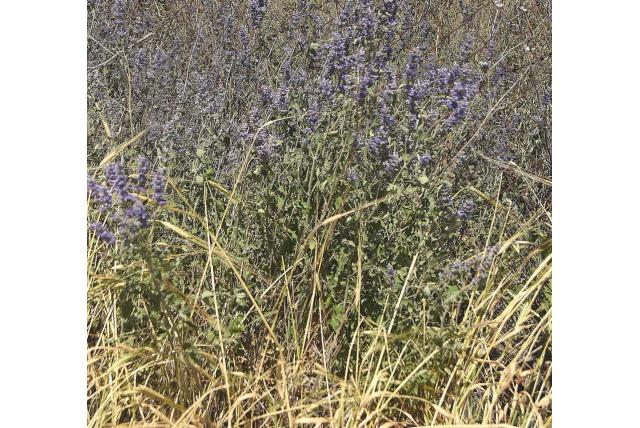 Kattenkruid met gebogen bloemen