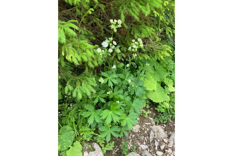 Astrantia major 8244