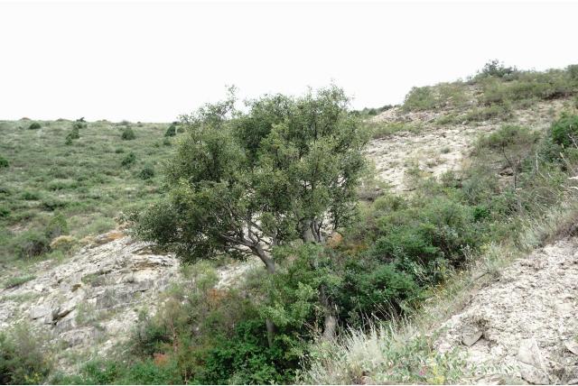 Planchon's netelboom