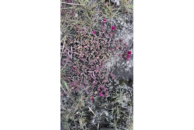 Delosperma vinaceum&nbsp;8256