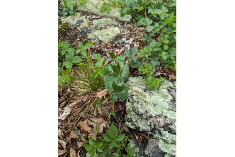 Vincetoxicum nigrum -8273