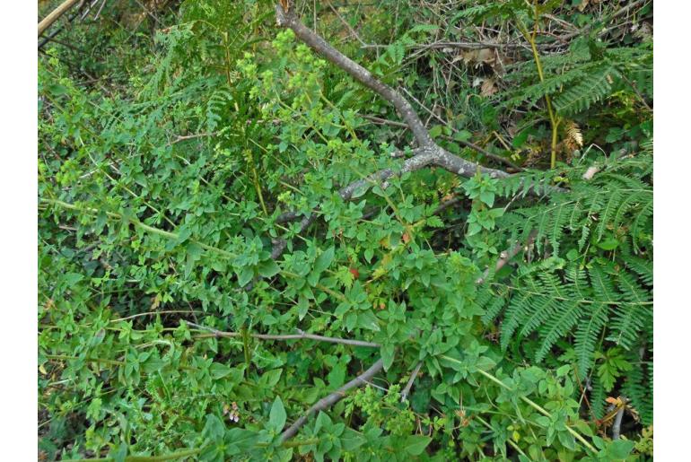 Origanum vulgare ssp hirtum 8282