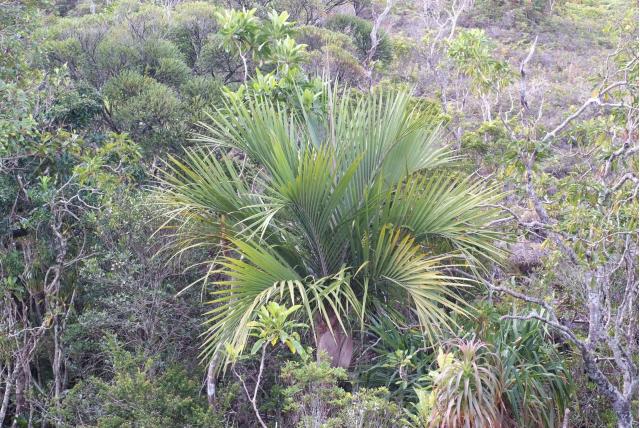 Fluweelzachte palm