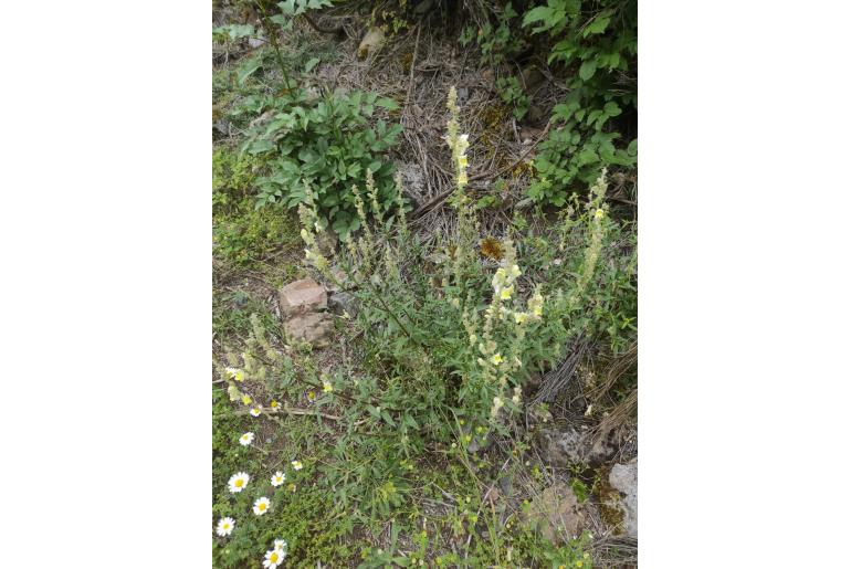 Antirrhinum braun-blanquetii -8292