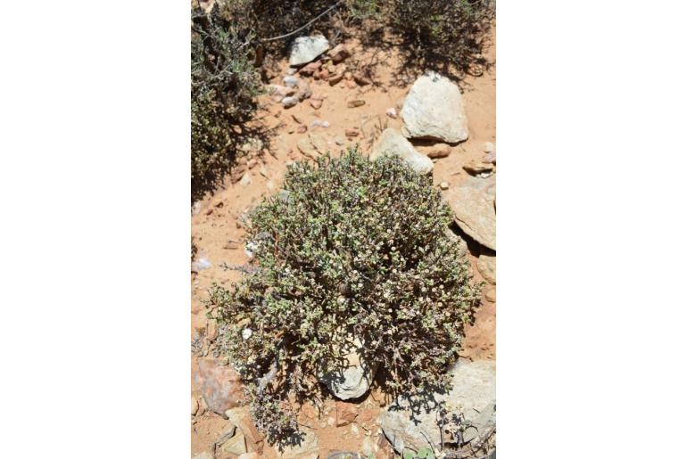 Delosperma klinghardtianum&nbsp;8295