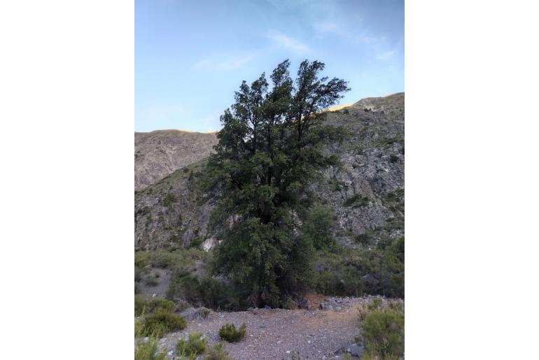 Quillaja saponaria 8311