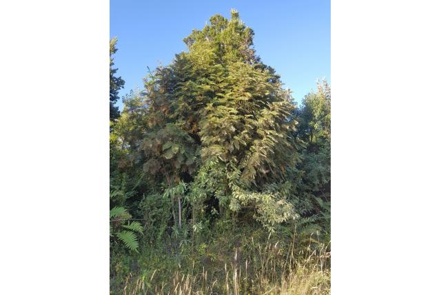 Verroeste lomatia Verroeste lomatia