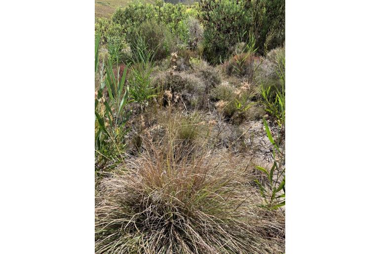 Cymbopogon marginatus -8324