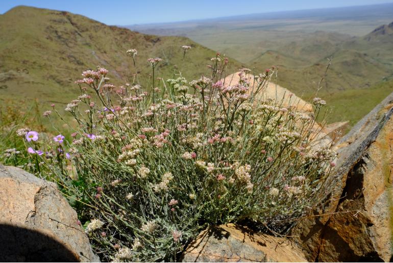 Helichrysum zeyheri 8329