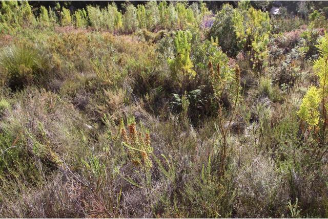 Blandford's heide