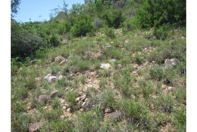 Paspalum-achtige eustachys