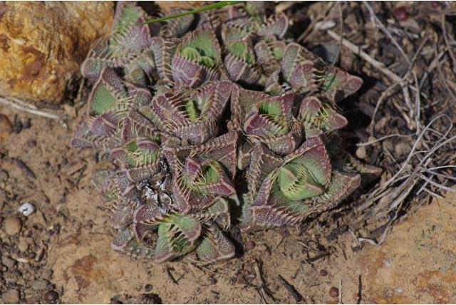 Tijger faucaria