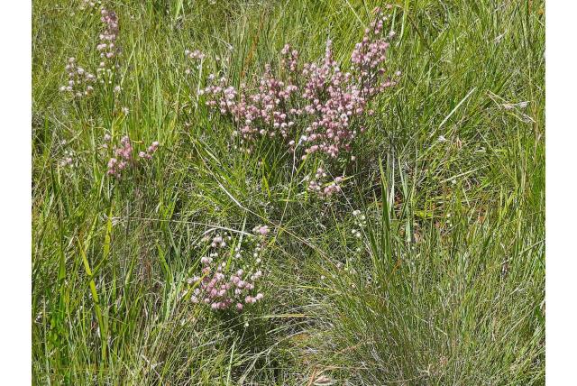 Cooper's erica