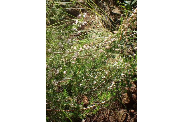 Laagliggende heide