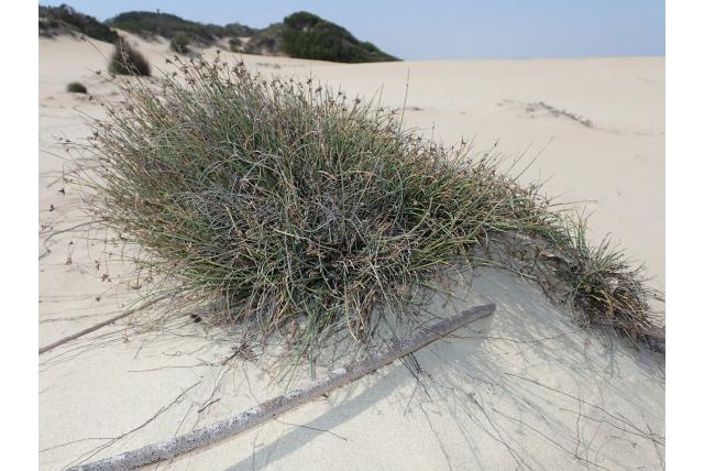 Zijdelingse ficinia Zijdelingse ficinia