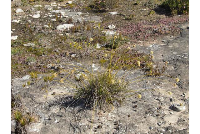 Afgebeten ficinia Afgebeten ficinia