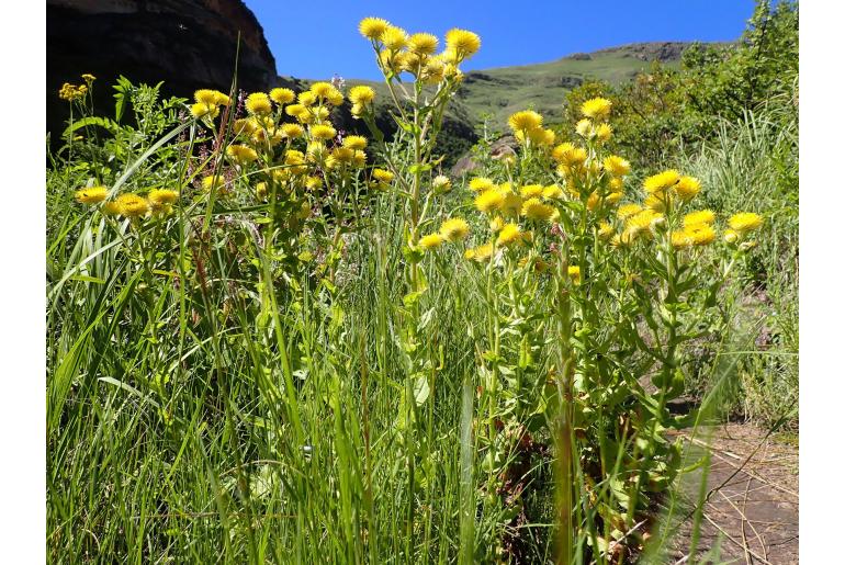 Helichrysum tenax 8349