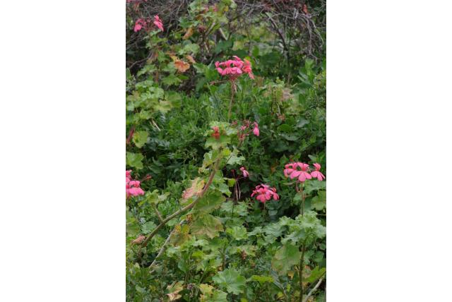 Zalm geranium