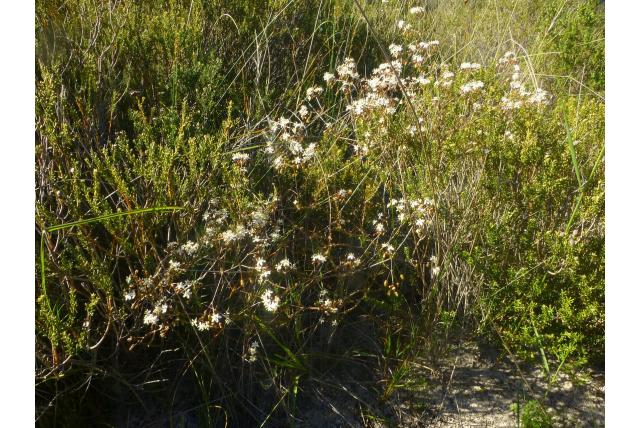 Wollige pharnaceum