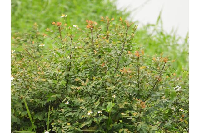 Netvormige phyllanthus