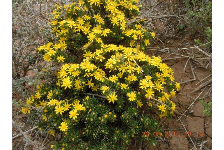 Oedera humilis 8358