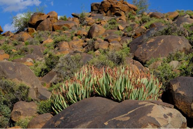 Bekervormige bloem aloë