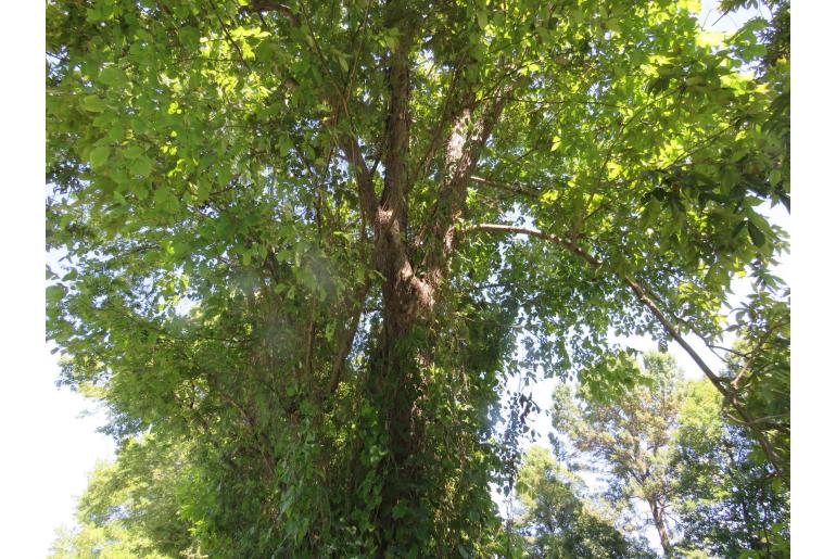 Carya laciniosa -8369