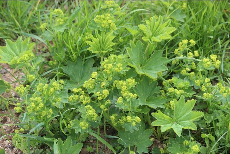 Alchemilla xanthochlora -8371