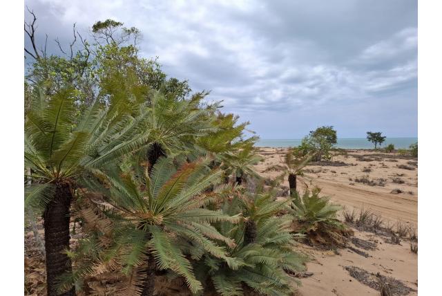 Arnhem Land Sago Palm