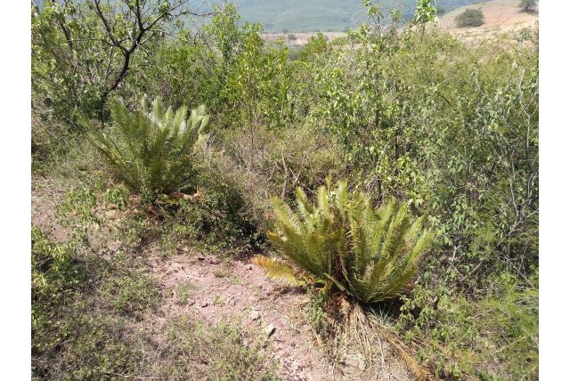 Smal blad cycas