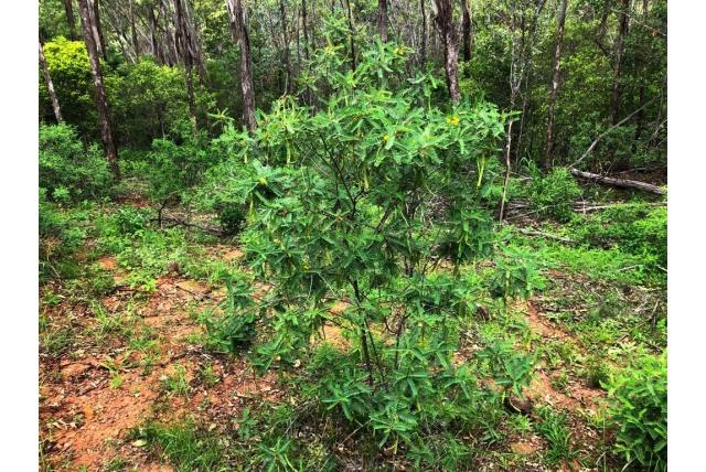 Coronilla cassia