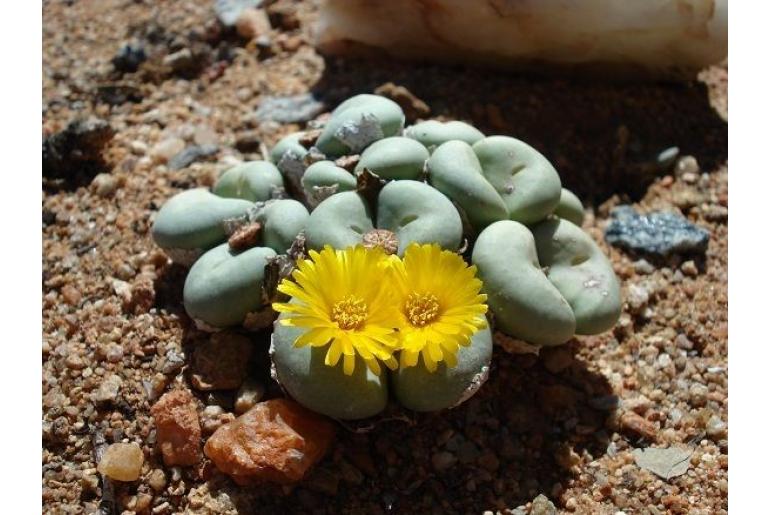 Conophytum flavum ssp flavum 8408