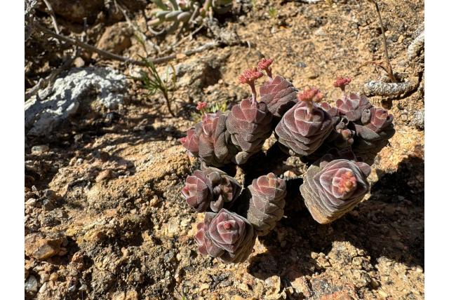 Zuilvormige crassula