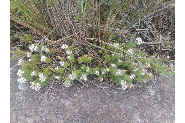 Crassula obovata 8410