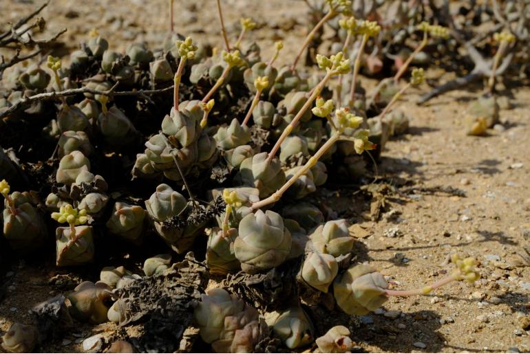 Crassula plegmatoides 8411