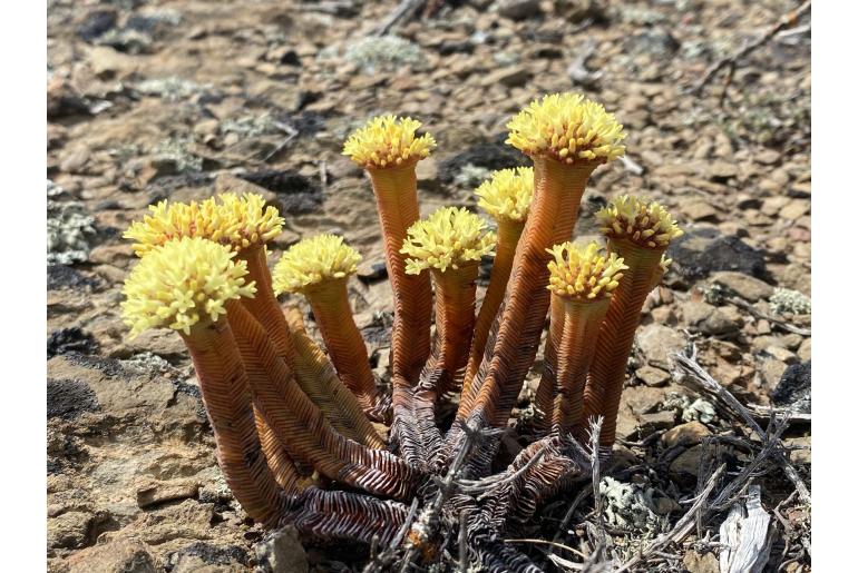 Crassula pyramidalis 8412