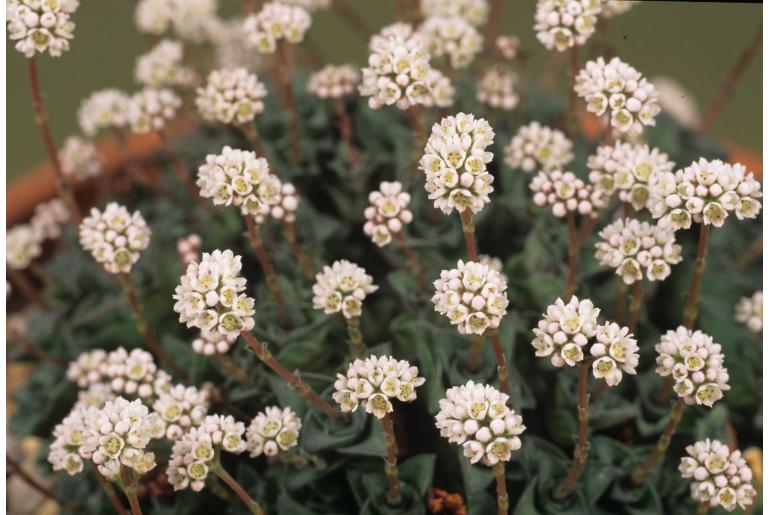 Crassula socialis 8413