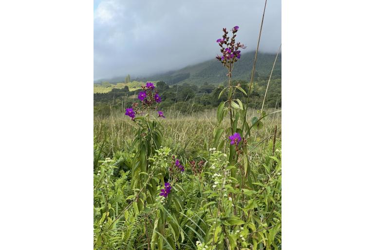 Rosettea princeps&nbsp;8418