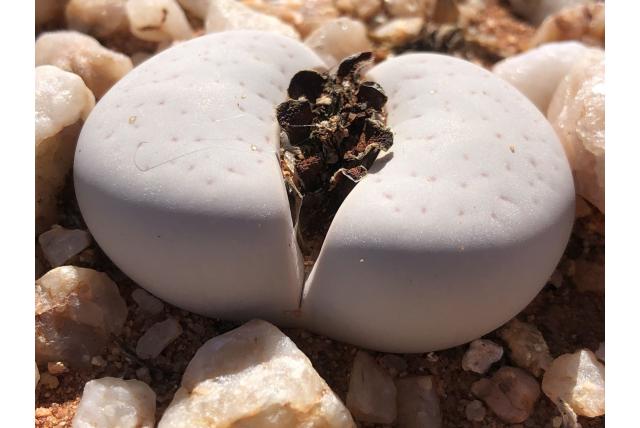 Vanzyl's levende steentjes Vanzyl's levende steentjes