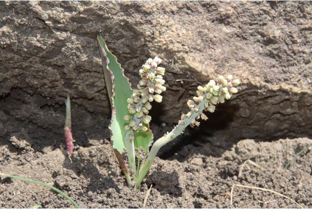 Burke's drimiopsis