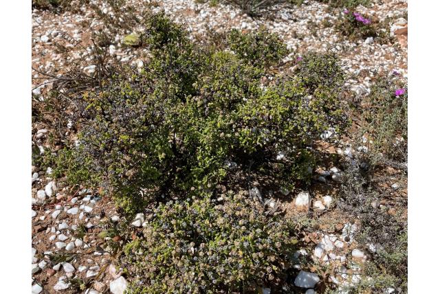 Dikke drosanthemum