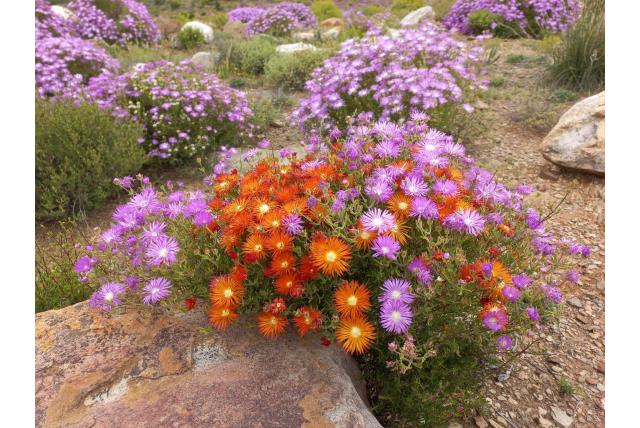 Vlamkleurige drosanthemum