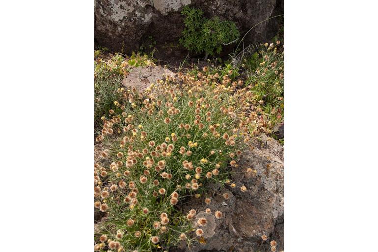 Phagnalon saxatile 8426