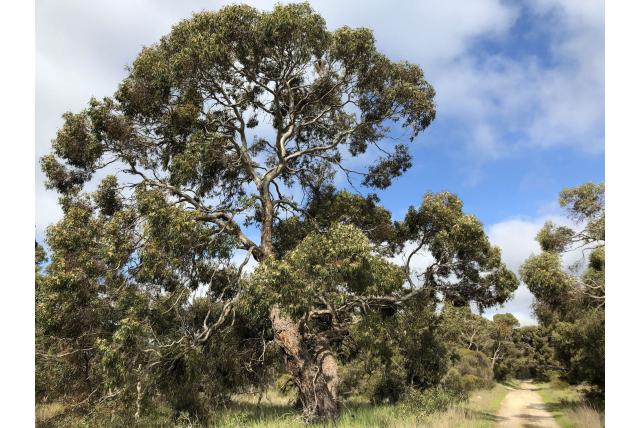 Wit-hout Eucalyptus